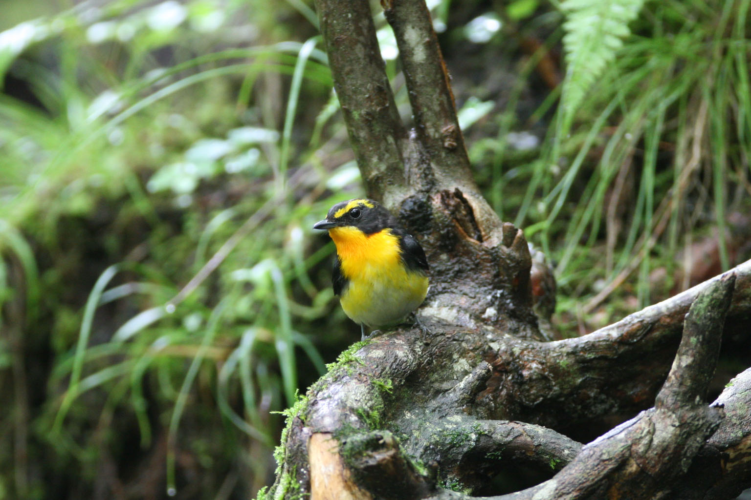 いつもの山中湖の水場です。繁殖期も終盤、キビタキ、カラ類の幼鳥も見られました。